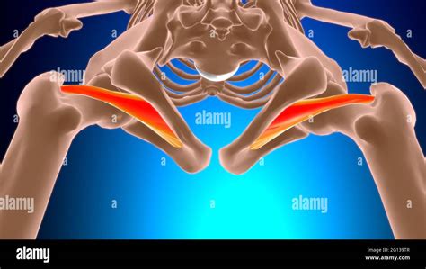 Obturator Externus Muscle Anatomy For Medical Concept 3d Illustration