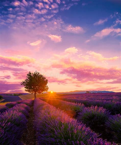Provence Lavender Sunset Stock Image Image Of Colorful 18415959