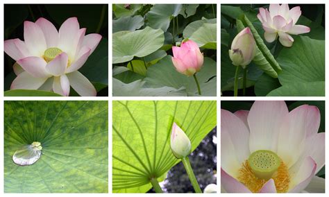 Free Images Petal Bloom Botany Pink Sacred Lotus Aquatic Plant