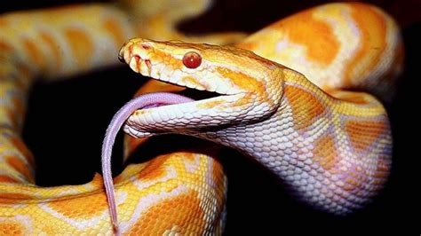 Snakes Wallpapers 61 Pictures