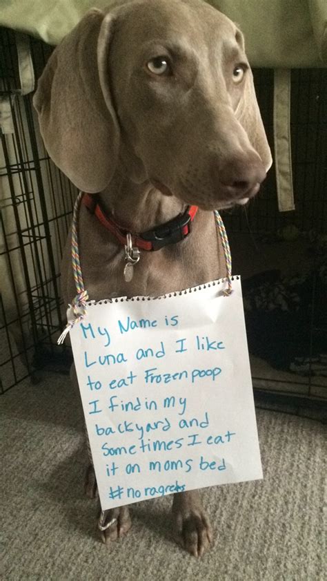 15 Knucklehead Dogs Who Are Completely Failing At Winter Barkpost