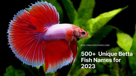 Get 500 Unique Betta Fish Names For 2023 Mega List