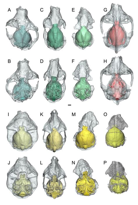 How Did Primate Brains Get So Big Uf Research