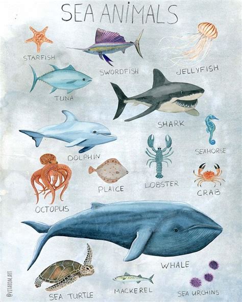 Sea Animals Poster Illustrations Of Sea Creatures Whale Dolphin