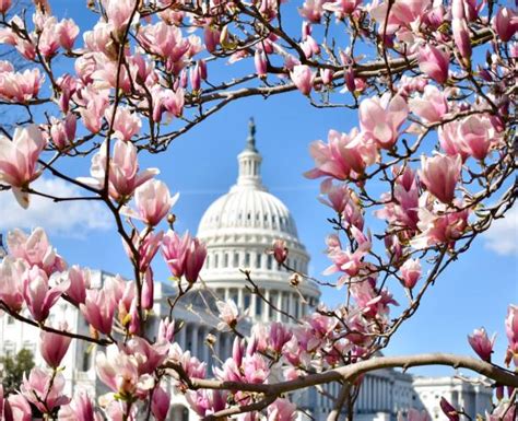 400 Washington Dc Cherry Blossoms Capitol Building Stock Photos