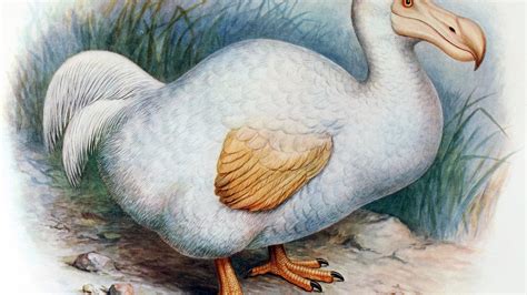 Why The Dodo Went Extinct