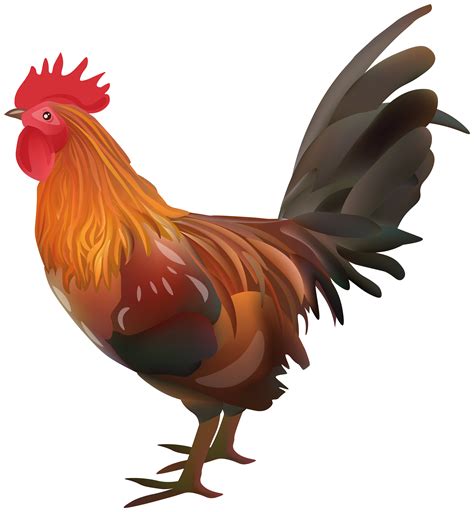 Rooster Chicken Transparent Image Gallery Yopriceville