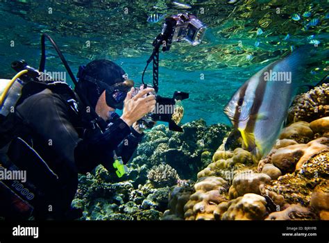 Photographer Diver Scuba Diving And Batfish Montage Underwater Under