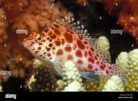 Pixy Hawkfish Cirrhitichthys Oxycephalus Ras Mohammed Sinai Red Sea