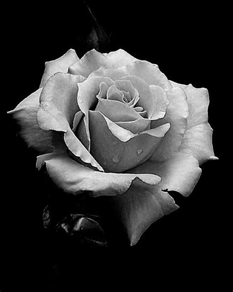 Pin By Bridget Gratton On Art Rose Flower Tattoos Black And White