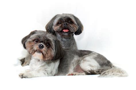 두 귀여운 시추 개 에 흰색 배경 보고 에 뷰어 0명에 대한 스톡 사진 및 기타 이미지 0명 갈색 강아지 개 Istock