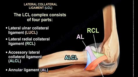 Torn Ulnar Collateral Ligament Elbow