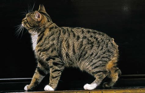 Feline 411 All About Manx Cats Cattitude Daily