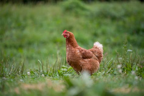 Pasture Raised Chickens — Apple Ridge Farm