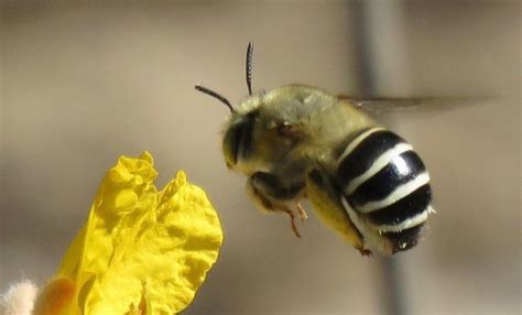 California Digger Bee University Of Arizona Pollinator Field Guide