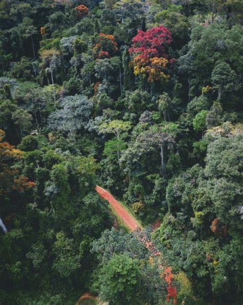 Maiombe Forest Road Forest Road Angola Rainforest