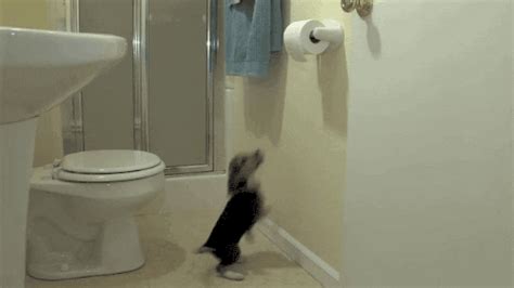 Toilet Paper Bathroom  Find And Share On Giphy