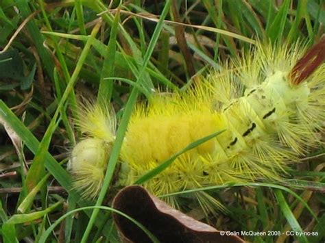 Regional Gallery Pale Tussock Moth Caterpillar