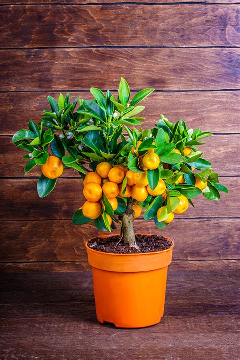 Citrus Trees | Grow Citrus in Your Garden - SummerWinds Nursery