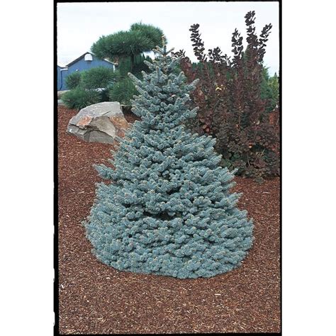 45 Gallon Insignificant Feature Tree Baby Blue Colorado Spruce In The