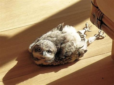 Adorable Photos That Show How Owls Sleep With Their Faces Down