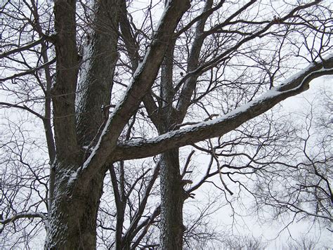 Snow On Trees Free Stock Photo Public Domain Pictures