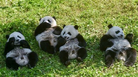 Giant Pandas No Longer Endangered But Still Vulnerable