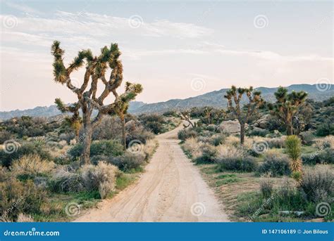 Joshua Trees And Striking Mountains In The Mojave Desert Of Southern