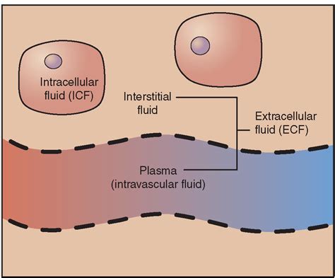 Fluid And Electrolyte Balance Structure And Function Nursing Part 1