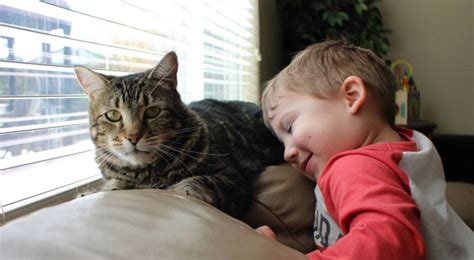 Hero Cat Who Saved Toddler From Dog Attack Video Cattime
