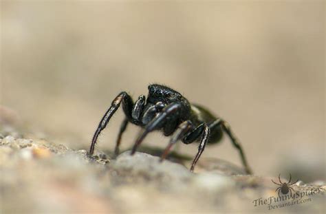 Black Jumping Spider Heliophanus Lineiventris By Thefunnyspider On