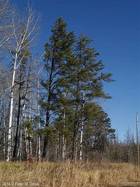 Pinus Banksiana Jack Pine Minnesota Wildflowers