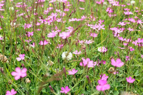 Beautiful Pink Meadow Flower Stock Image Image Of Element Design