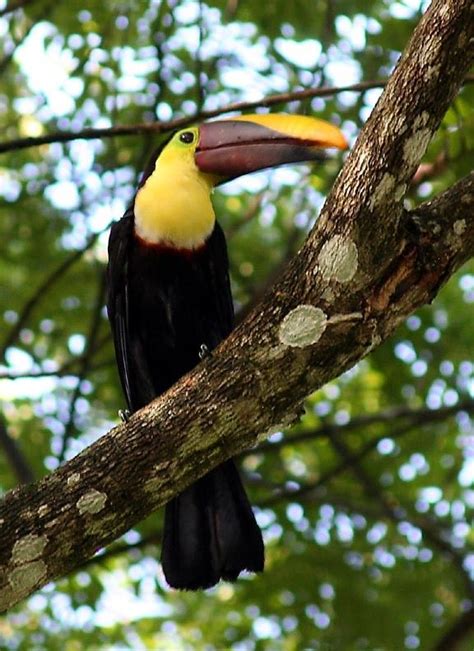 The Yellow Throated Toucan Bald Eagle Bird Toucans