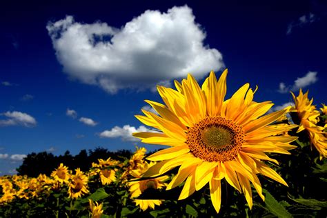 sunflower hd wallpaper background image