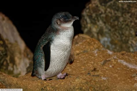 Little Penguin Facts Pictures Video And Info Smallest Penguin In The World