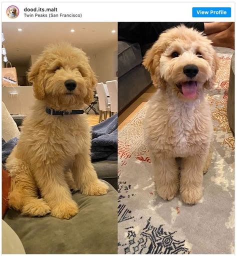 Goldendoodle puppies have the friendliness and affection of golden retrievers combined with the intelligence and hypoallergic traits of poodles. Pin on Goldendoodle grooming