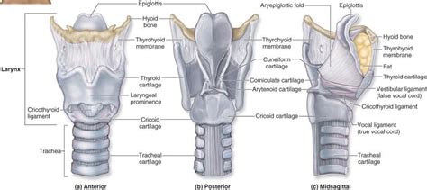 2 Cartilages Of Larynx Laryngeal Cartilages 2012 Download