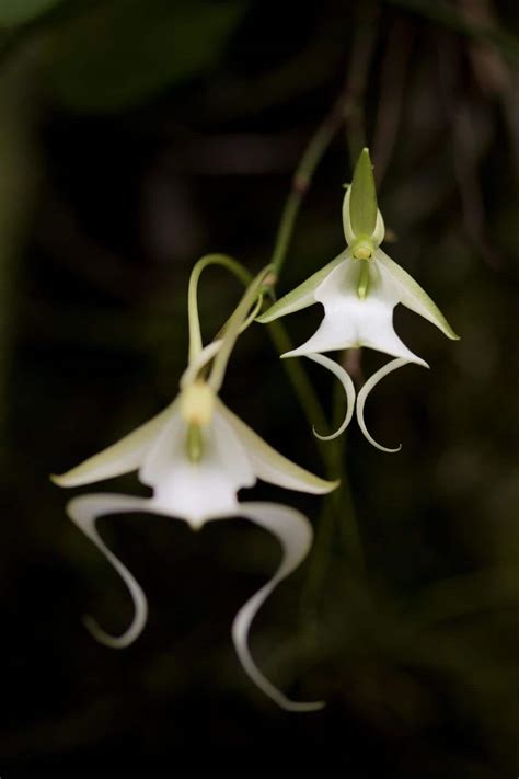 Floridas Rare Ghost Orchid Dendrophylax Lindenii Photo By Mac Stone
