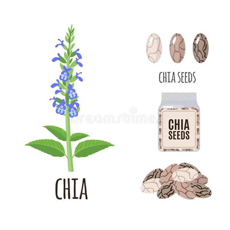 Superfood Chia Seeds Set In Flat Style Stock Vector Illustration Of