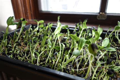 Sunflower Sprouts Ripe