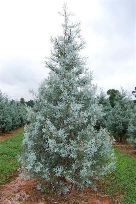 Arizona Blue Ice Cypress Conifers Garden Fast Growing Trees