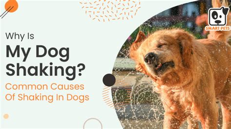 Why Is My Dog Shaking Common Causes Of Shaking In Dogs