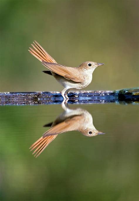 Nightingale Photograph By John Devriesscience Photo Library Pixels