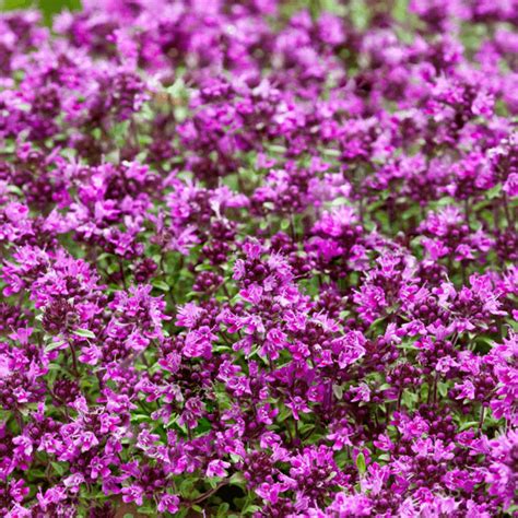 Thyme Creeping Red 1 Plant Garden Kitchen Herb For Cooking Plants