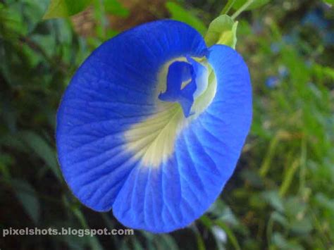 Herbal Flowers Of Kerala Shankupushpam Or Bluepeas Flowers Of An