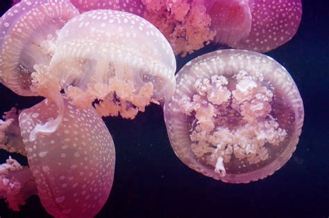 Free Images Petal Underwater Jellyfish Pink Coral