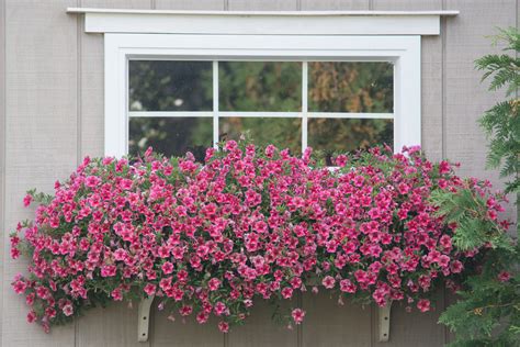 A Simple Guide To Blooming Window Boxes Rh Uncovered