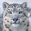 68 Fotos de Animales en peligro de extinción