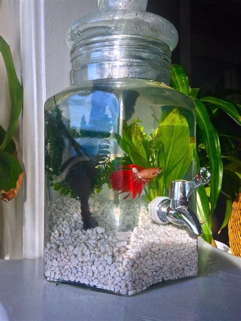 I doubt these people are buddhist or understand who buddha you can diy the divider, but make sure it is solid and sturdy enough. Ms. Tungsten | Diy fish tank, Betta fish bowl, Fish plants